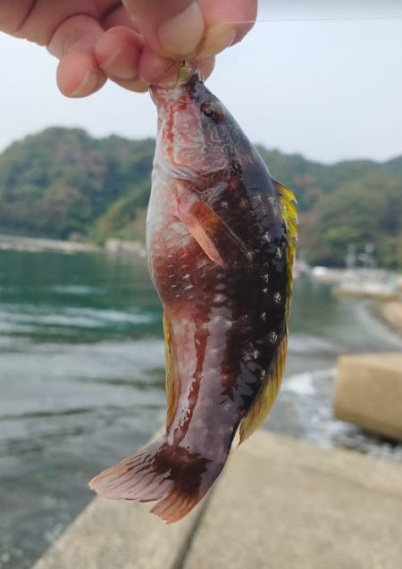 初めてジギングで釣れました
